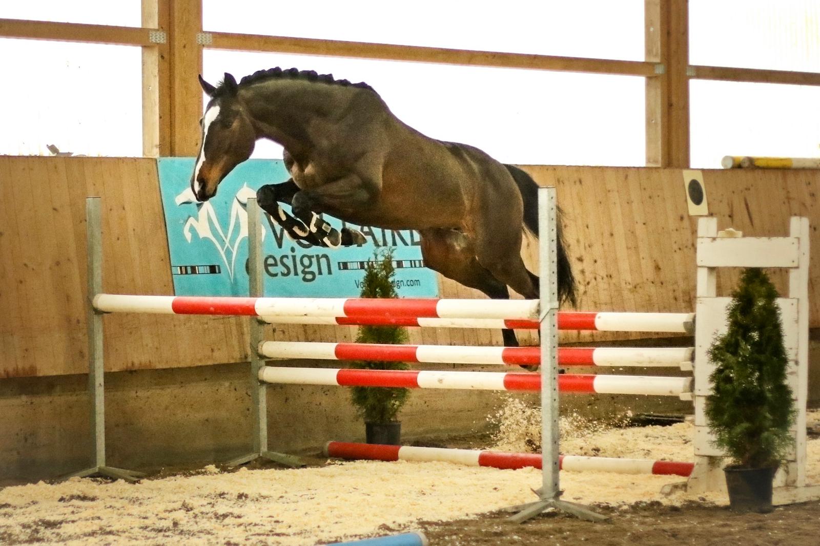 Agamemdon xx