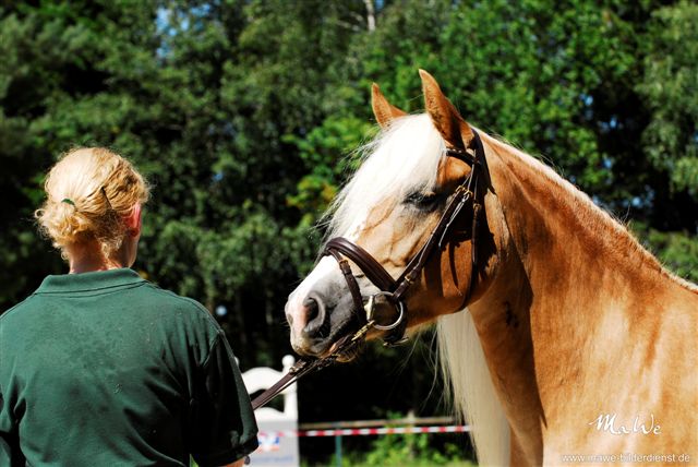edelblut haflinger stute amber rose mawe f380009